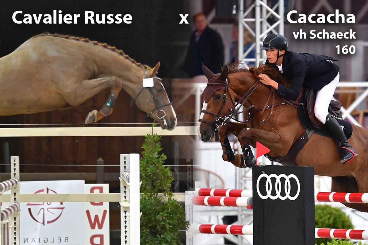 paard-cavalier-russe-x-cacacha-peter-205948.jpeg