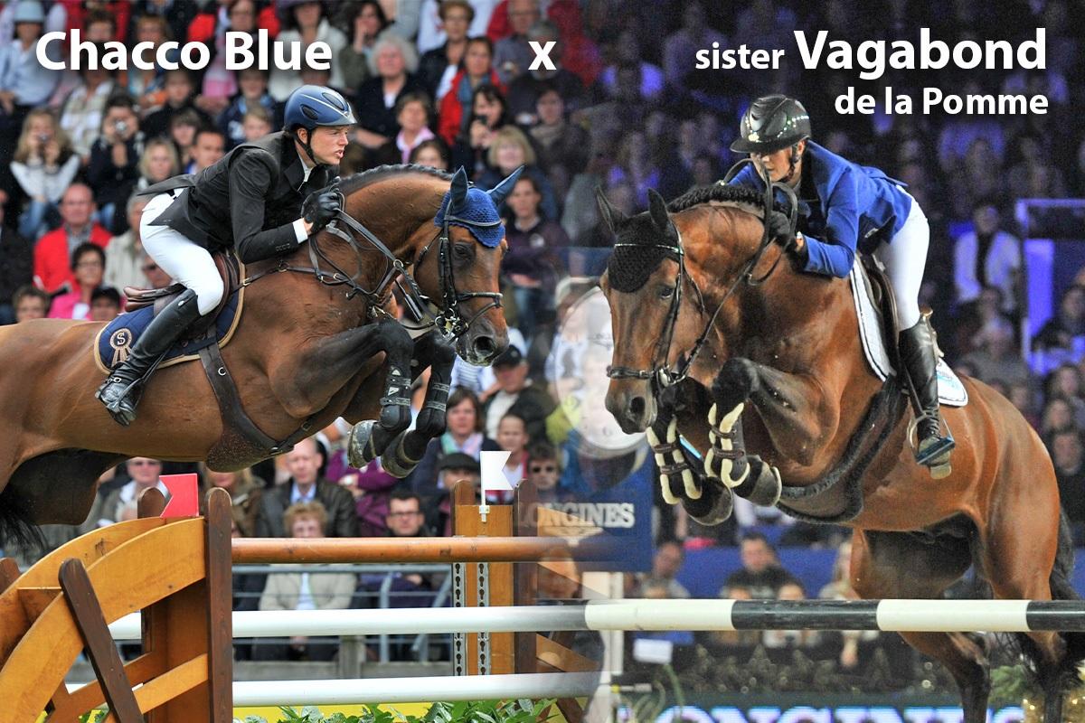 paard-chacco-blue-x-vagabond-150926.jpg